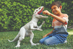 Jurassic World Indominus Rex Super Colossal - Gph95  - Mattel